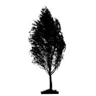 Tree Silhouette Isolated on White Backgorund Vecrtor Illustrati N54