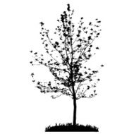 Tree Silhouette Isolated on White Backgorund Vecrtor Illustrati N55