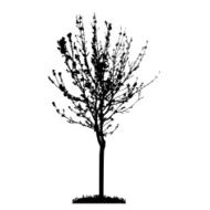 Tree Silhouette Isolated on White Backgorund Vecrtor Illustrati N56