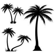 Palm trees - VECTOR N5