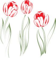 Tulips N26