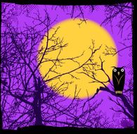 night of owl