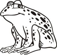 Frog N25