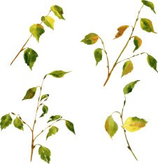 birch branches drawing by watercolor N2