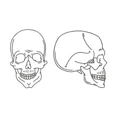Skull hand drawn vector illustration N5