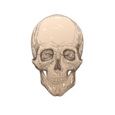 Skull hand drawn vector illustration N6