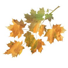 Maple branch N3