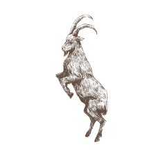 Goat abstract isolated on a white backgrounds vector illustration N11
