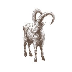 Goat abstract isolated on a white backgrounds vector illustration N12