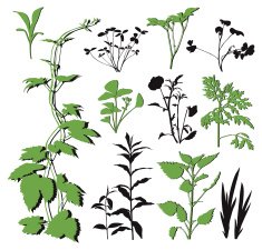 Plants set II