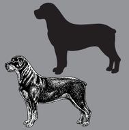 rottweiler dog N2