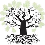 Oak Tree N14