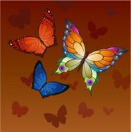 butterfly N144