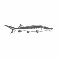 Sturgeon black and white vector illustration N2
