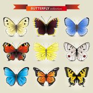 butterfly collection N3
