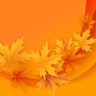 Autumn maples falling leaves background N5
