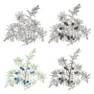 Vector set of juniper Hand drawn illustration isolated elements