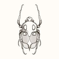 Hand drawn engraving Sketch of Scarab Beetle N4