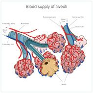 Alveoli vector illustration N5