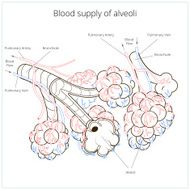 Alveoli vector illustration N6