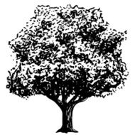 Ink Drawing Of Tree Isolated On White Background