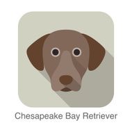 Chesapeake bay retriever dog face flat icon series