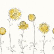 Sunflower Floral background