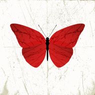 grunge butterfly illustration on scratch background