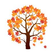 Color Autumn Maple Tree
