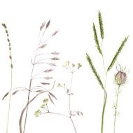 Silhouettes of flowers and grass N58