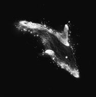Neon dolphin abstract futuristic art N6