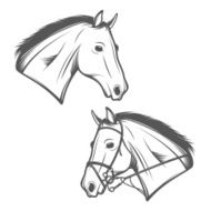 Horse head isolated on white background
