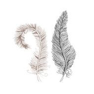 Two vector feathers line drawing