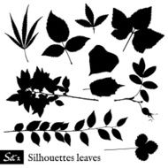 Set of Leaf Silhouettes Isolated on white N2
