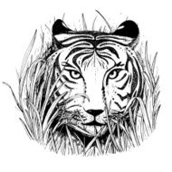 Black and white vector sketch of a tiger&#039;s face
