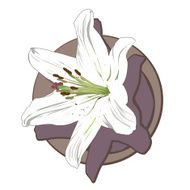 White Lily Clip Art N3