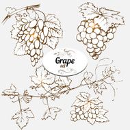 grape N11