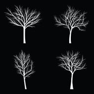 Trees with dead branch N148