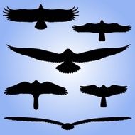 Silhouettes of birds N3
