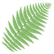 tree fern