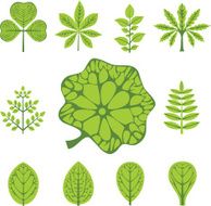 Set of leaves Vector illustration N3