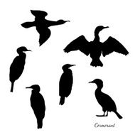 Ð¡ormorant bird N2