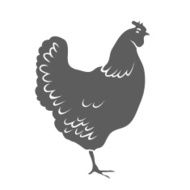 Chicken Isolated on white background Vector N2