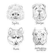 Set of hand drawn dogs vector illustration N8