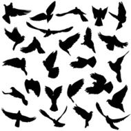 Set of silhouettes doves N3