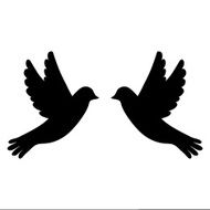 silhouette of the birds