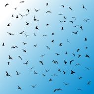 Birds gulls black silhouette on blue background Vector N2