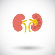 Human Kidney N6