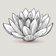 Water lily flower hand-drawing Vector illustration