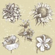 Hand drawn flowers N19